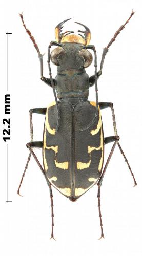 Cicindela repanda